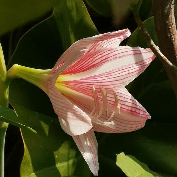 Hippeastrum reticulatum Floro