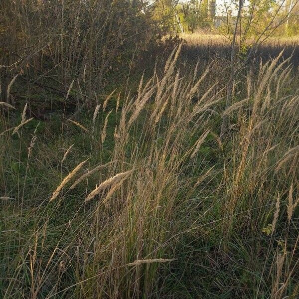 Calamagrostis epigejos Hedelmä