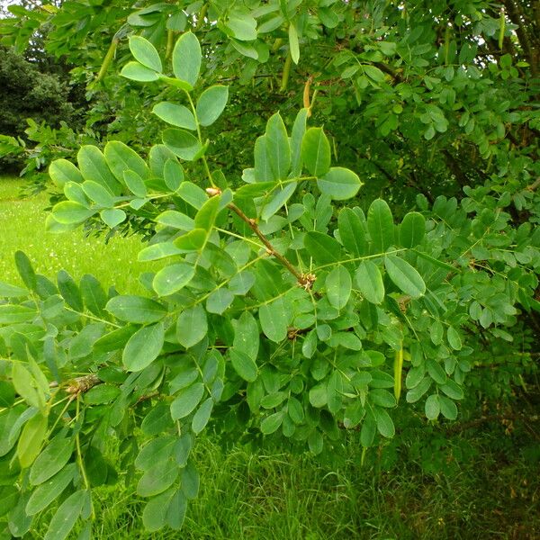 Caragana arborescens Leaf