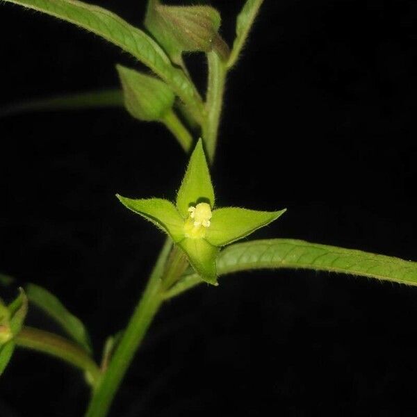 Ludwigia decurrens Λουλούδι