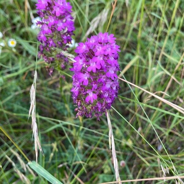 Anacamptis pyramidalis Цвят