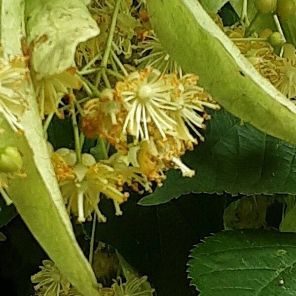 Tilia cordata Kukka