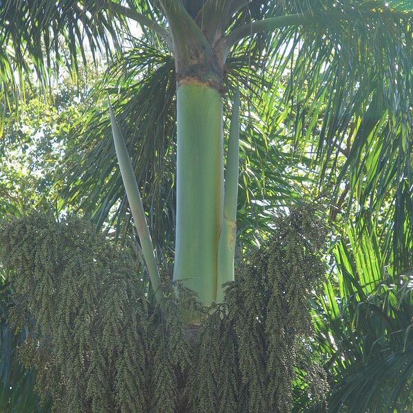 Roystonea borinquena Fruit