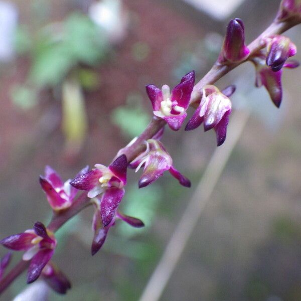 Bulbophyllum pumilum Kukka