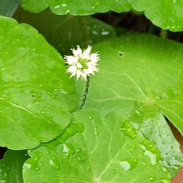 Hydrocotyle leucocephala Leaf