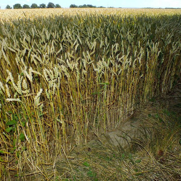 Triticum aestivum Habit