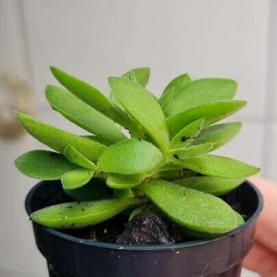 Crassula lanuginosa Leaf