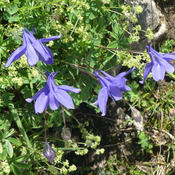 Aquilegia pyrenaica Kukka