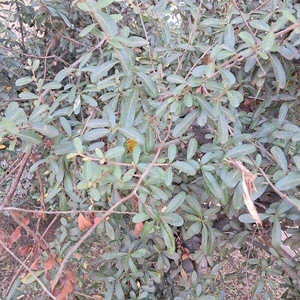 Pyracantha coccinea Frunză