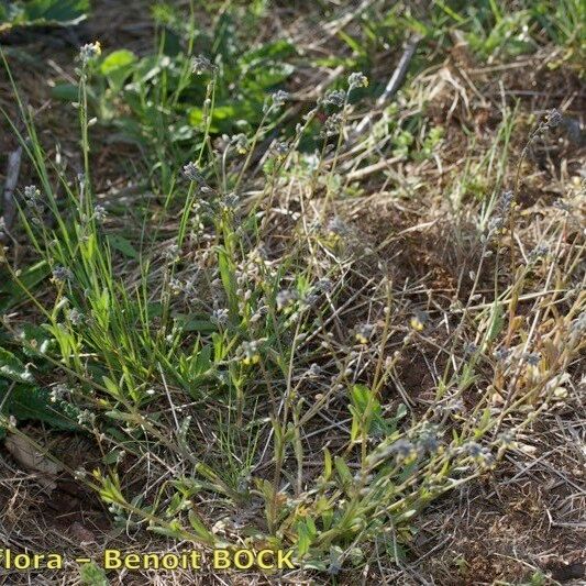 Myosotis balbisiana Habit