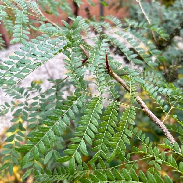 Gleditsia aquatica Folla