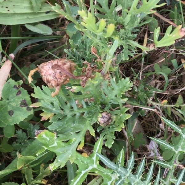 Glebionis coronaria Frunză