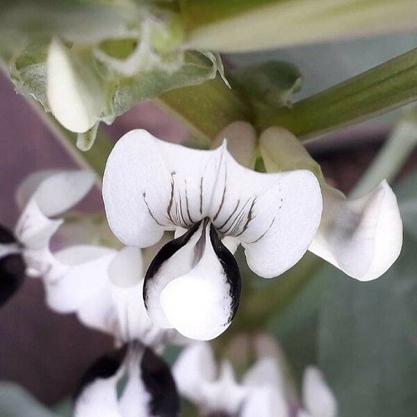 Vicia faba Fleur