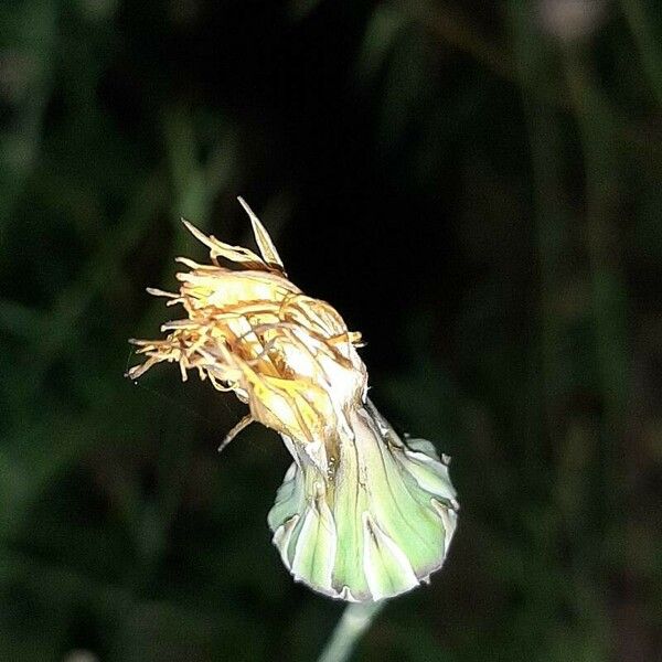 Reichardia picroides Flower