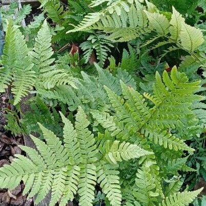 Dryopteris erythrosora (Autumn fern)