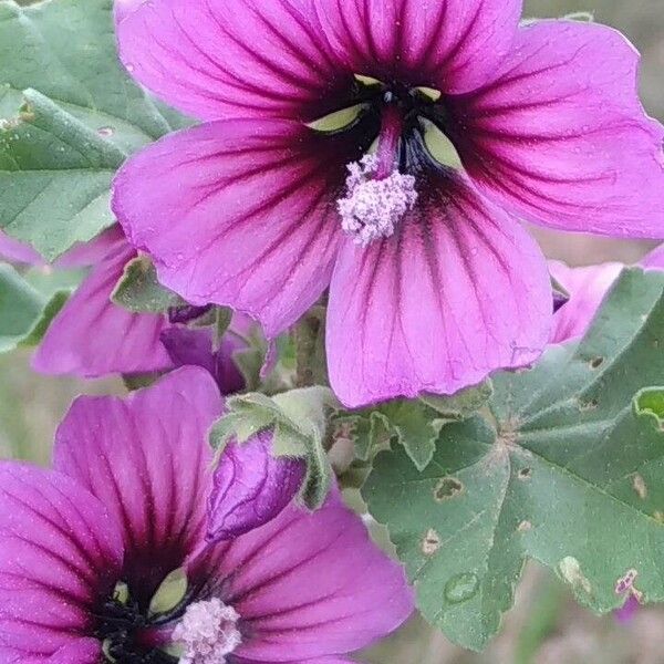 Malva arborea 花