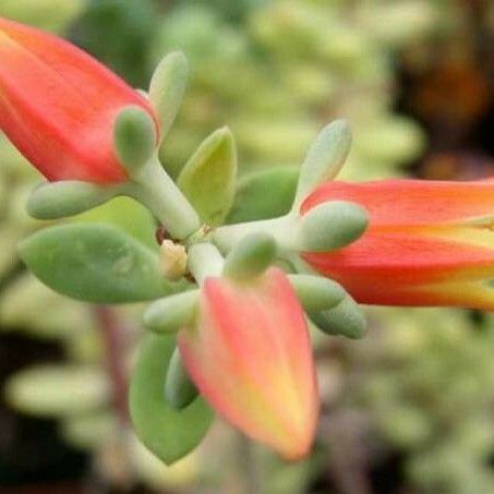 Echeveria macdougallii 花