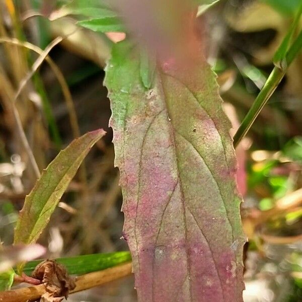Epilobium lanceolatum Leaf
