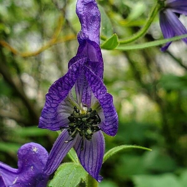 Aconitum columbianum Blomst