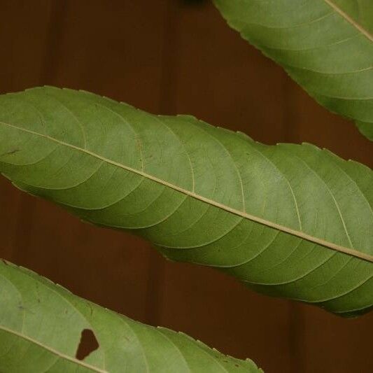 Banara guianensis Levél