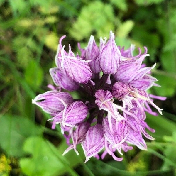 Orchis simia Květ