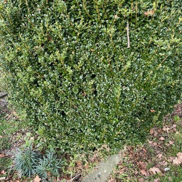 Buxus sempervirens Хабит