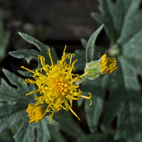 Cacaliopsis nardosmia Fiore