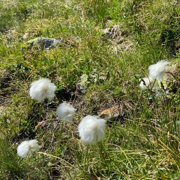 Eriophorum scheuchzeri Flower