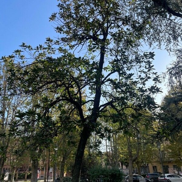 Magnolia virginiana Habitus