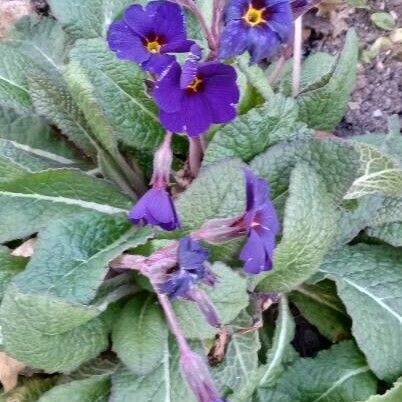 Primula × polyantha Habit