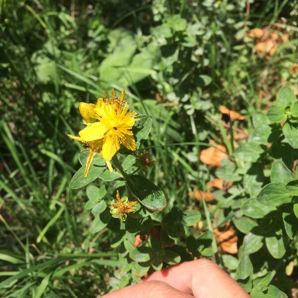 Hypericum maculatum Bloem