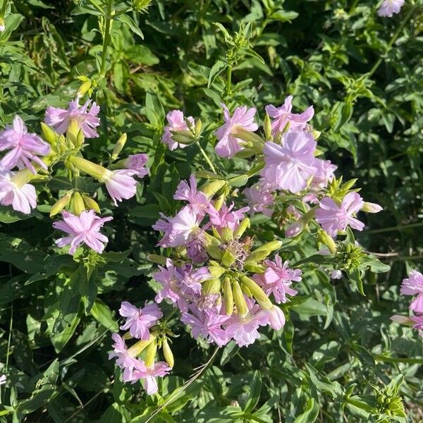 Saponaria officinalis Flower