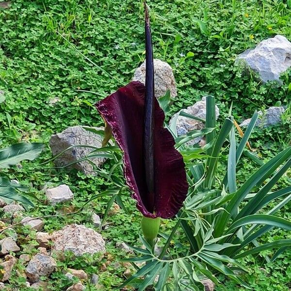 Dracunculus vulgaris Flor