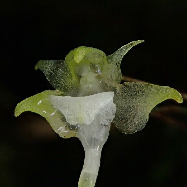 Aeranthes adenopoda Kvet