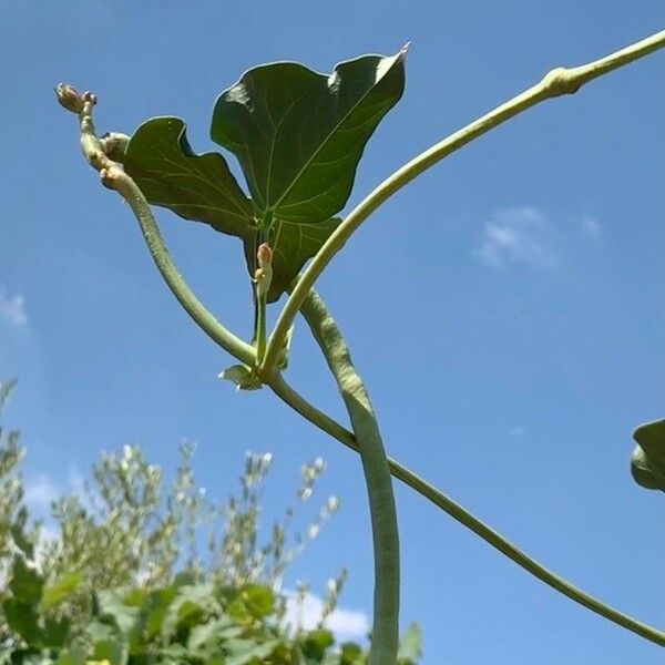 Vigna unguiculata Плод