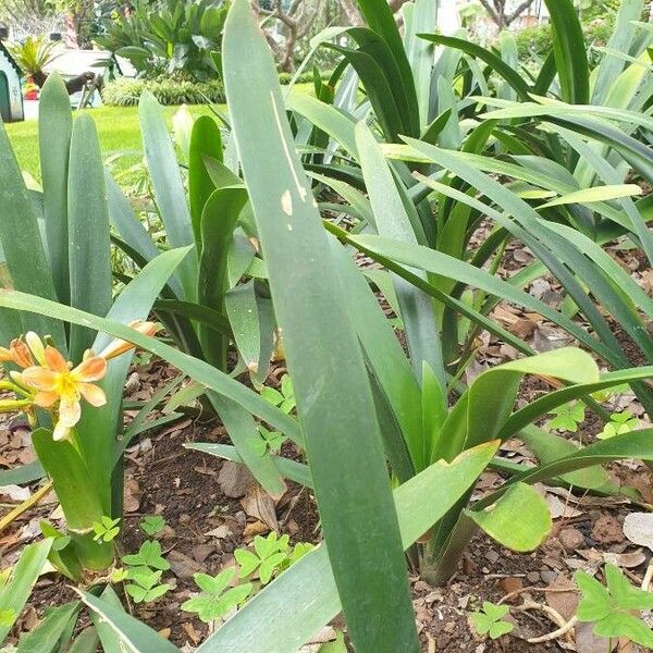 Clivia miniata Ліст