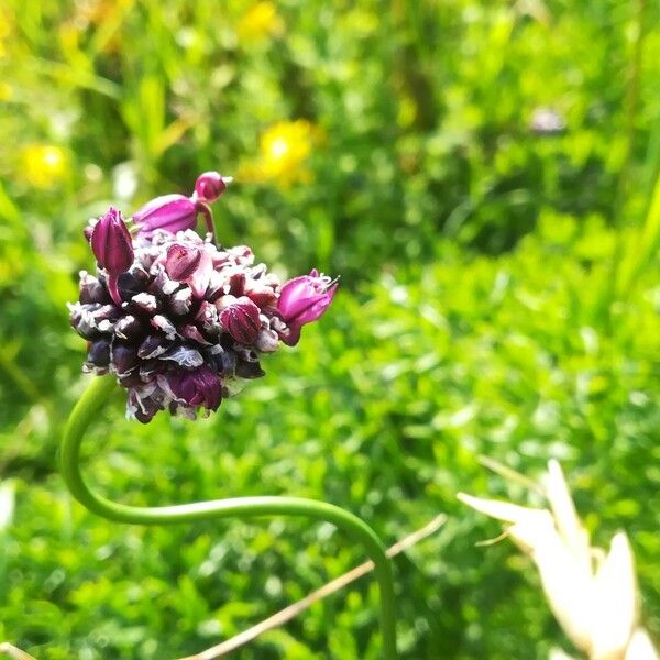 Allium scorodoprasum പുഷ്പം