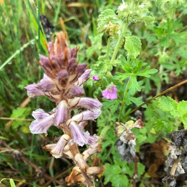 Orobanche minor Blüte