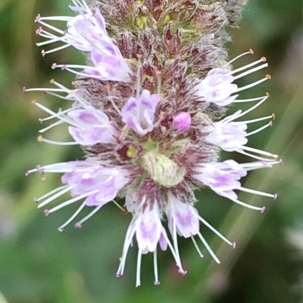 Mentha longifolia Žiedas