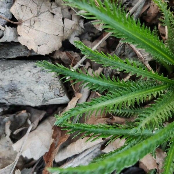 Achillea alpina Liść