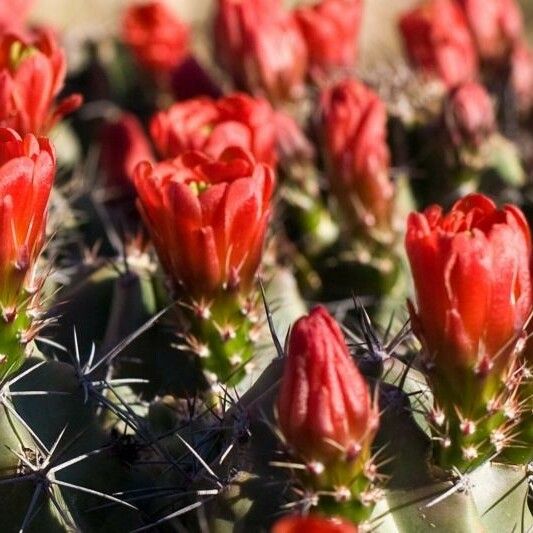 Echinocereus triglochidiatus Λουλούδι