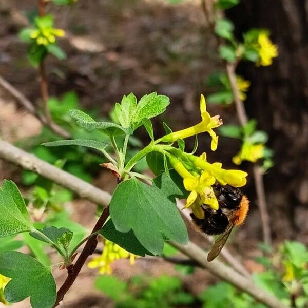 Ribes aureum Virág