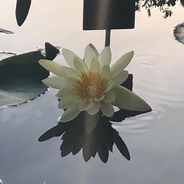 Nymphaea ampla Lorea