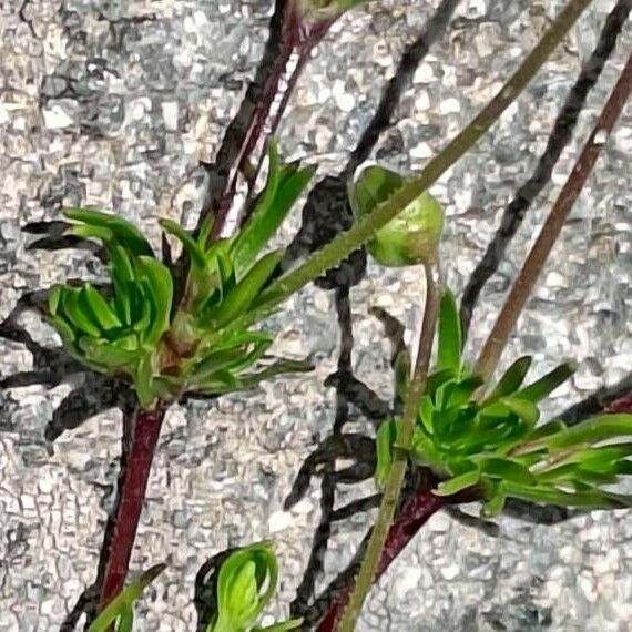 Sagina glabra Leaf