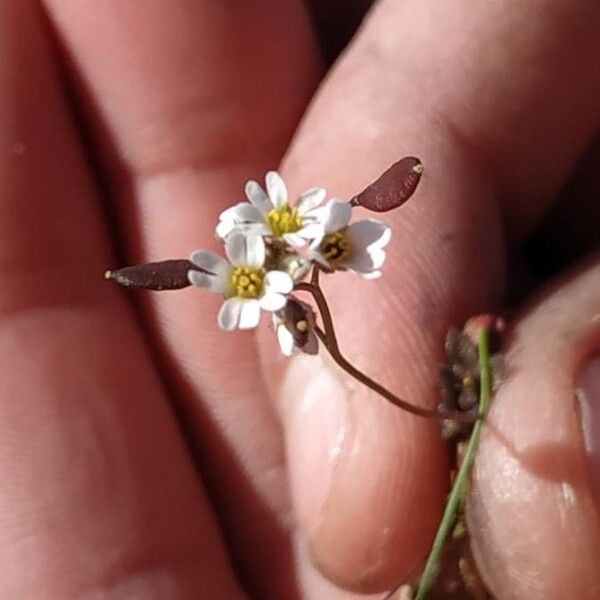 Draba verna Other