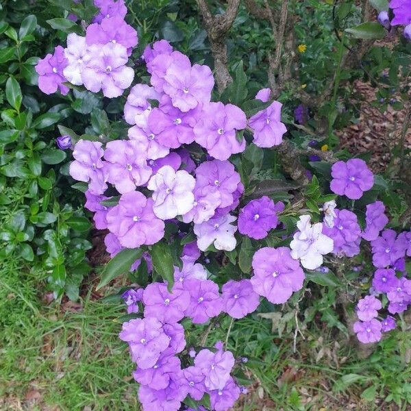 Brunfelsia pauciflora 花