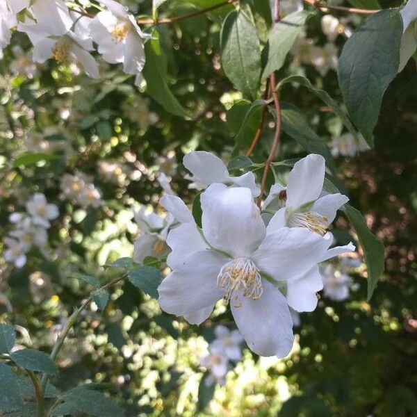 Philadelphus coronarius Flower