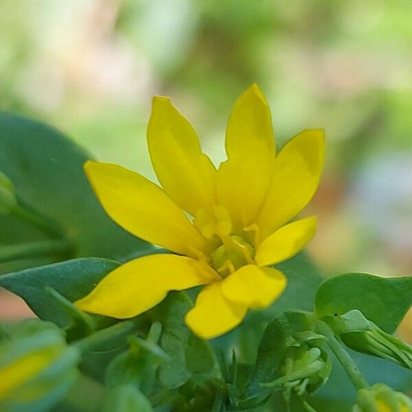 Blackstonia perfoliata Bloem