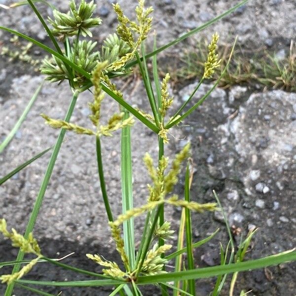 Cyperus iria Λουλούδι