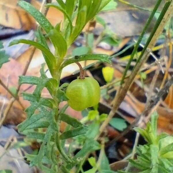 Rhytidosporum procumbens Frutto